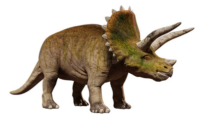 Fototapeta premium Triceratops horridus, dinosaur isolated on white background 