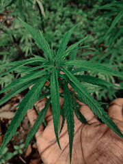 close up of hemp
