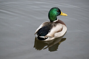 Mallard Drake