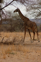 Safari