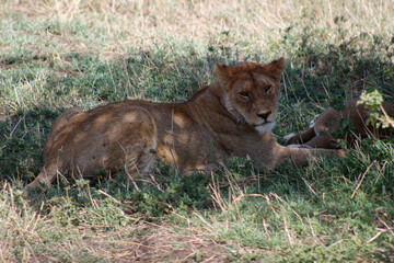 Safari
