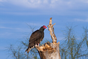 Turkey Vulture