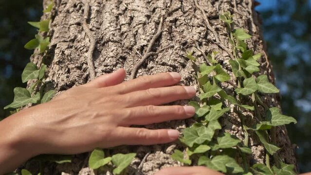 Hugging hands stop the deforestation. A woman and child hands huggs the tree and try to stop the deforestation in the world.