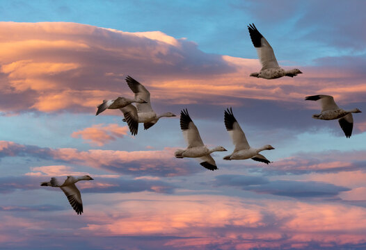 Snow Geese in Flight