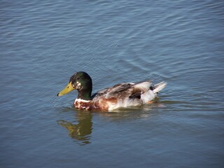 Aves