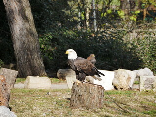 Aves