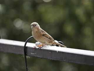 Aves