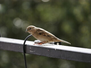 Aves