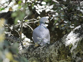 Aves