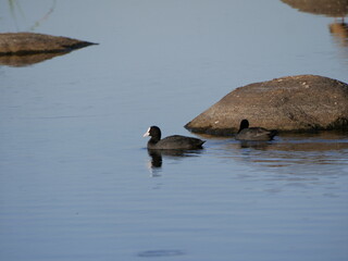 Aves