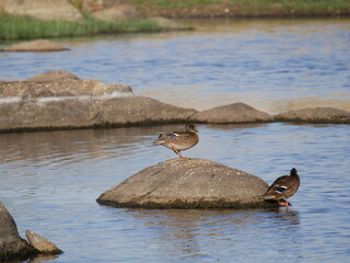 Fototapeta premium Aves