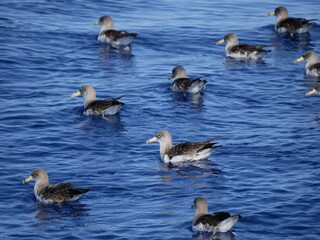 Aves