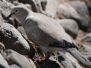 Aves