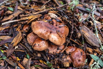 Slippery jack mushroom growing