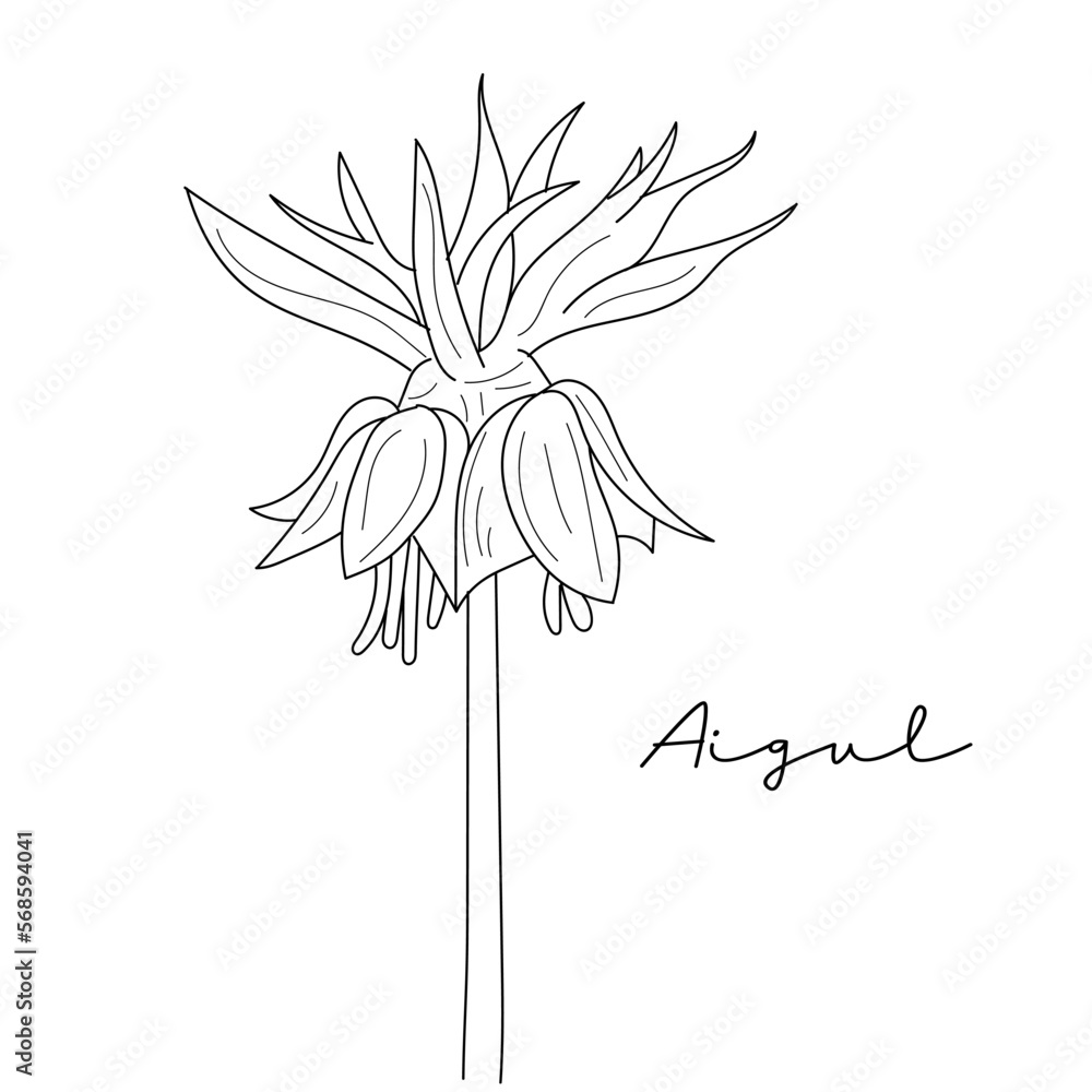Poster hand drawn of aigul flower. aigul flower sketch isolated vector. linear style design. vector illustr