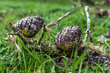 Pine cones on the branch