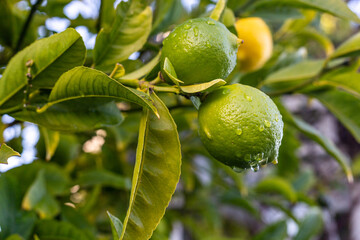 A lemon growing on the tree