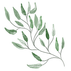 Illustration of a watercolor twig of a plant with leaves as an ornament for decoration on a white isolated background