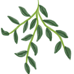 Illustration of a watercolor twig of a plant with leaves as an ornament for decoration on a white isolated background