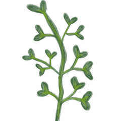 Illustration of a watercolor twig of a plant with leaves as an ornament for decoration on a white isolated background