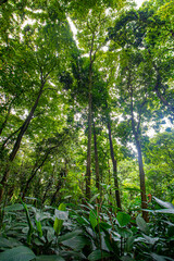 Fototapeta premium green forest in spring