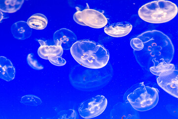 Fototapeta na wymiar A jellyfish swimming in the water