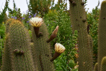 cactus, litoral central chile