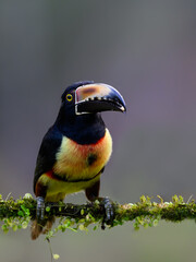 Collared Aracari portrait on mossy stick against dark green background