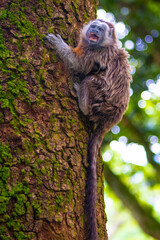 monkey on a tree