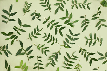 Naklejka na ściany i meble Fresh green plants leaves, greenery and foliage background, botanical nature card