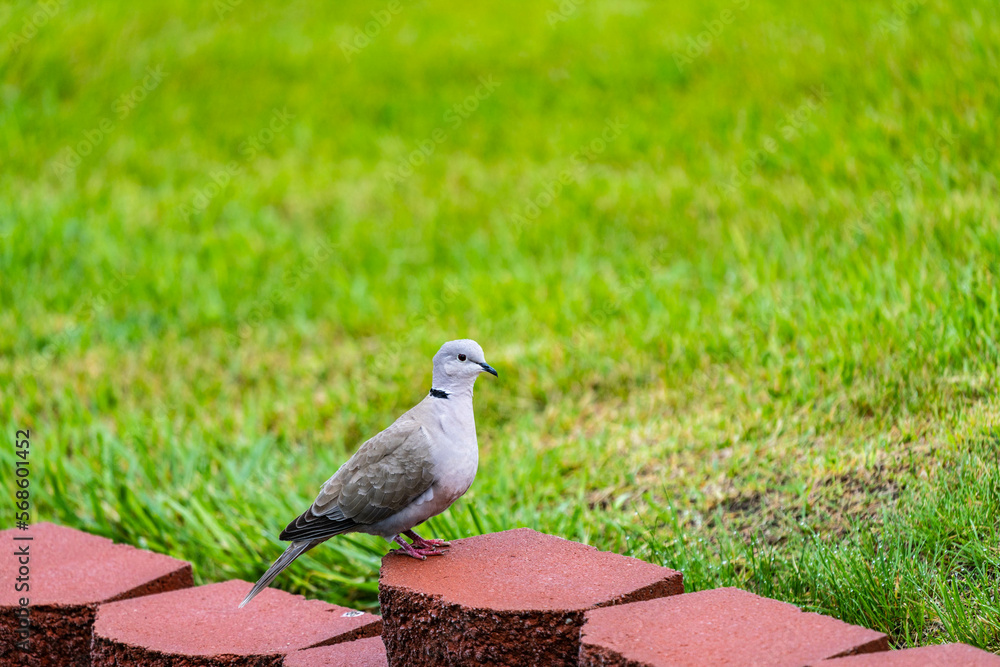 Wall mural dove on the grass