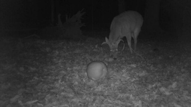 whitetail deer buck in forest at night