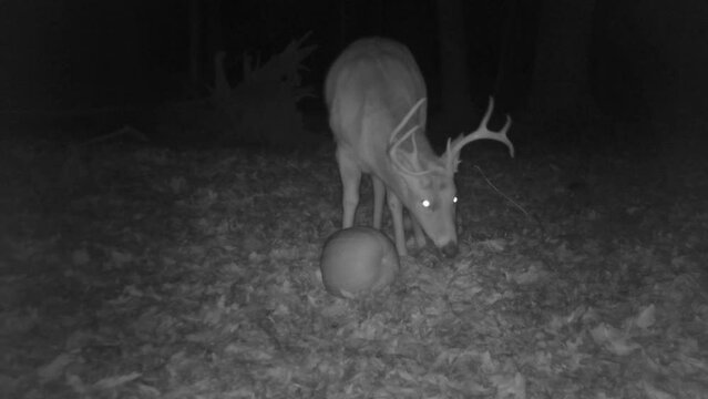 whitetail deer buck in forest at night
