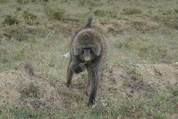 Kenya - Hells Gate National Park - baboon