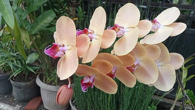 Moon Orchid (Phalaenopsis Amabilis). Orchids (Orchidaceae) are the largest family of monocot plants. Indonesian Anggrek bulan on selective focus.
