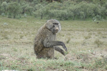 Kenya - Hells Gate National Park - Baboon