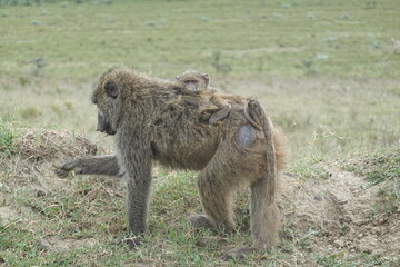 Kenya - Hells Gate National Park - Baboon