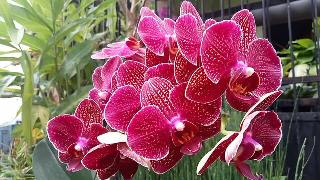 Moon Orchid (Phalaenopsis Amabilis). Orchids (Orchidaceae) are the largest family of monocot plants. Indonesian Anggrek bulan on selective focus.
