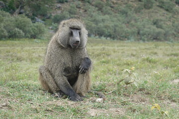 Kenya - Hells Gate National Park - Baboon