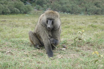 Kenya - Hells Gate National Park - Baboon