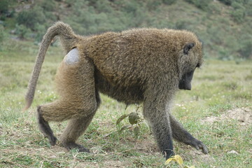 Kenya - Hells Gate National Park - Baboon