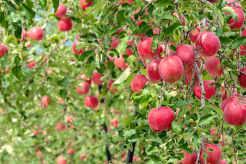 【青森県弘前市りんご】津軽の秋、りんご園は収穫中