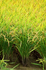 収穫前の水を抜いた田んぼ