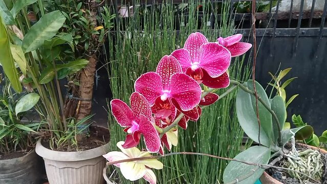 Moon Orchid (Phalaenopsis Amabilis). Orchids (Orchidaceae) are the largest family of monocot plants. Indonesian Anggrek bulan on selective focus.
