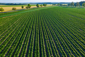 View from the top of a field where potatoes are being grown in long, even rows. Potato cultivation in large scale farming operations.