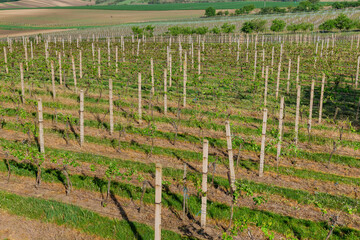 Growing grapes on a farm field, plantation with grape vines.