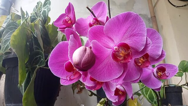 Moon Orchid (Phalaenopsis Amabilis). Orchids (Orchidaceae) are the largest family of monocot plants. Indonesian Anggrek bulan on selective focus.
