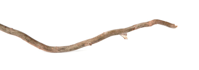 Old dry tree twig isolated on white