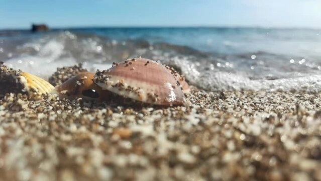 Slow motion footage of sea splashing on shells and pebbles