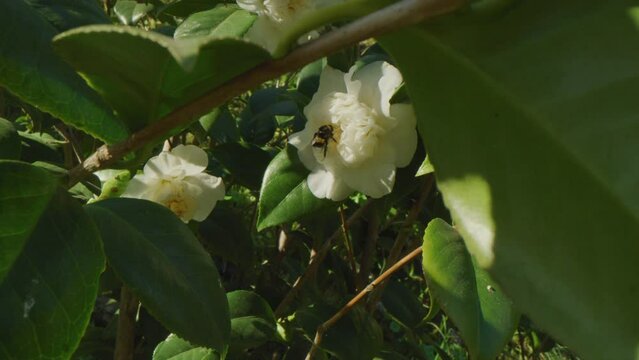 Macro shot of a bumblebee picking a white flower in a garden